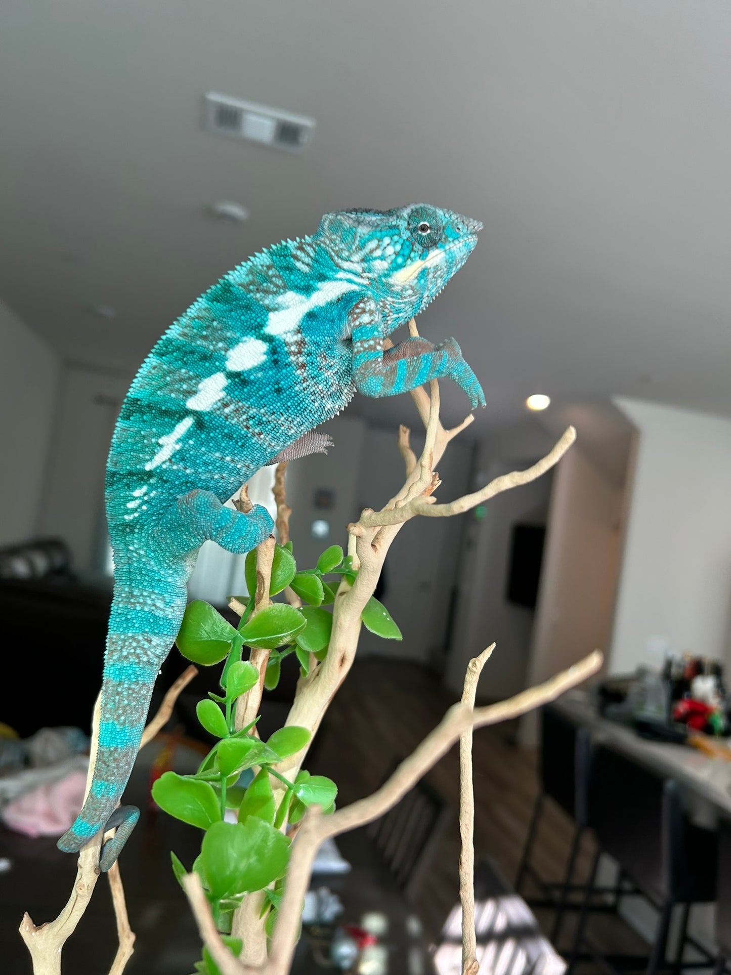 Size 24: 24"x24"x48" Deluxe All-In-One WIFI Controlled Automated Chameleon kit