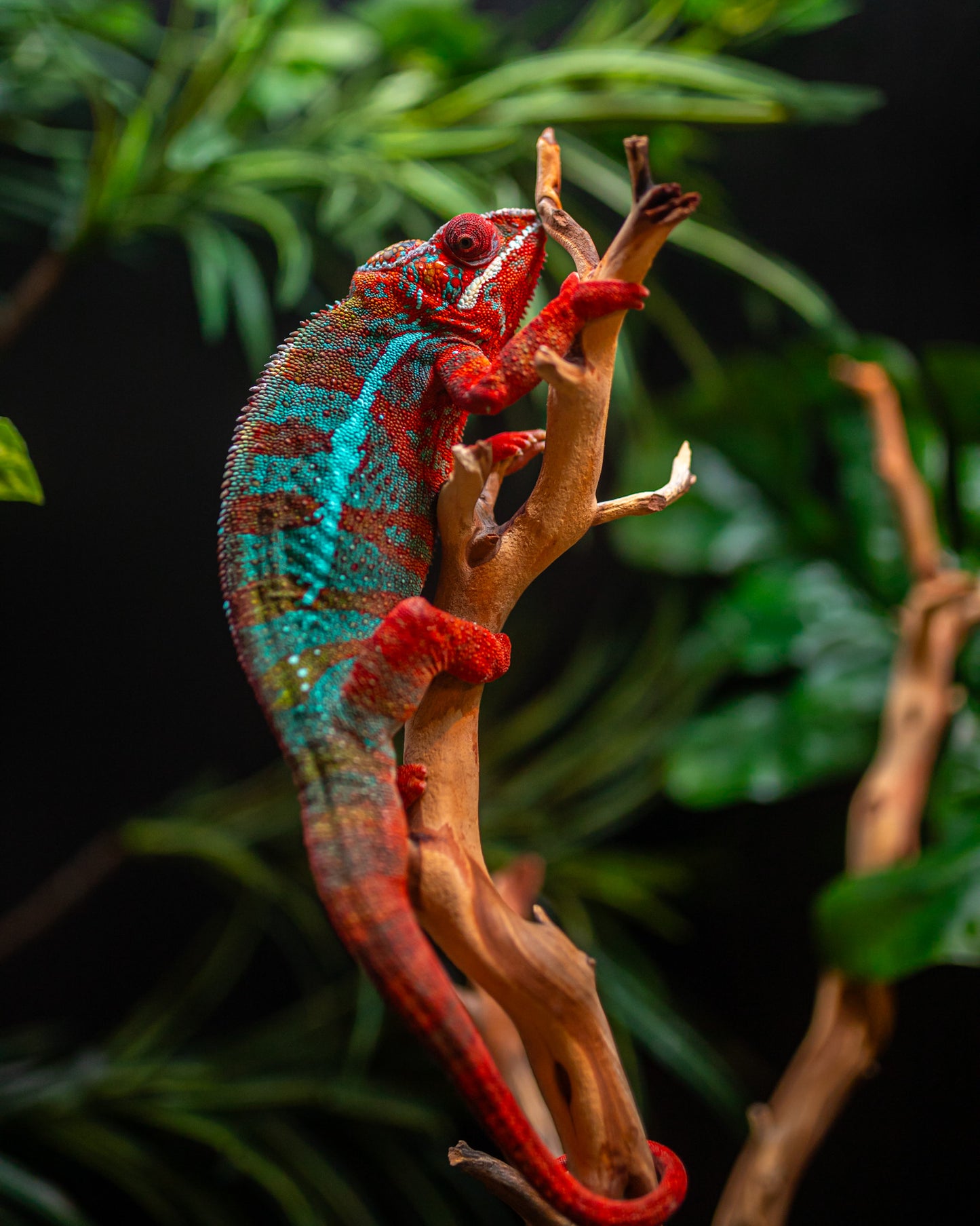 Size 24: 24"x24"x48" Deluxe All-In-One WIFI Controlled Automated Chameleon kit