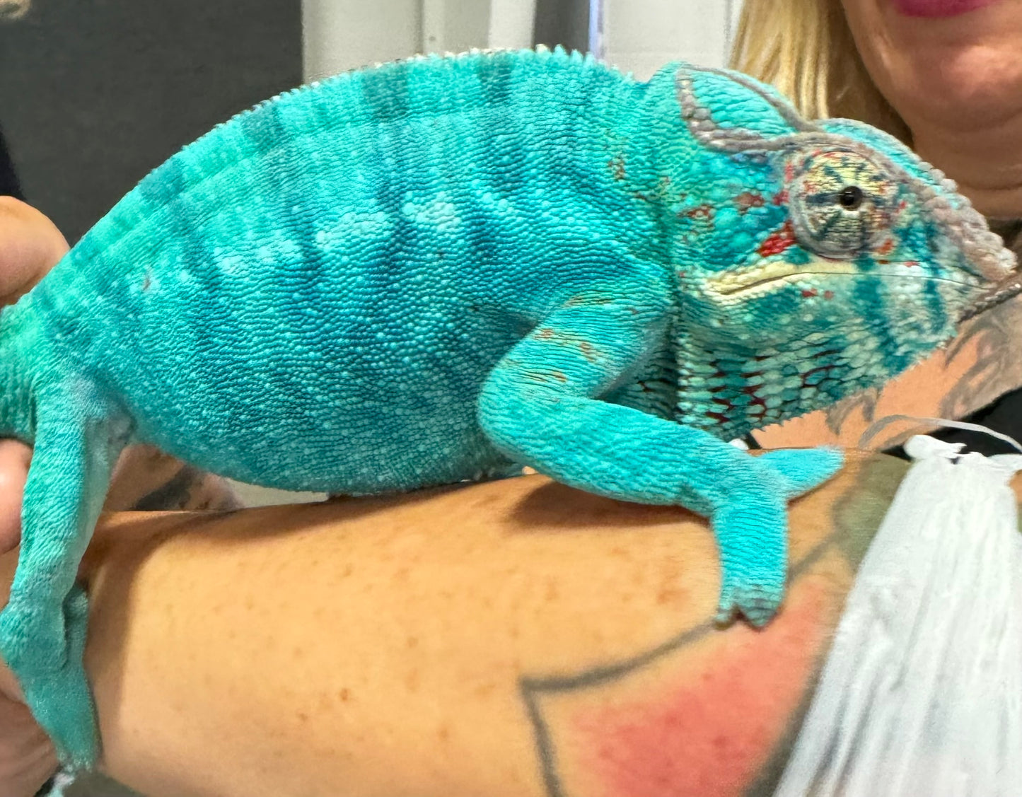 Size 24: 24"x24"x48" Deluxe All-In-One WIFI Controlled Automated Chameleon kit