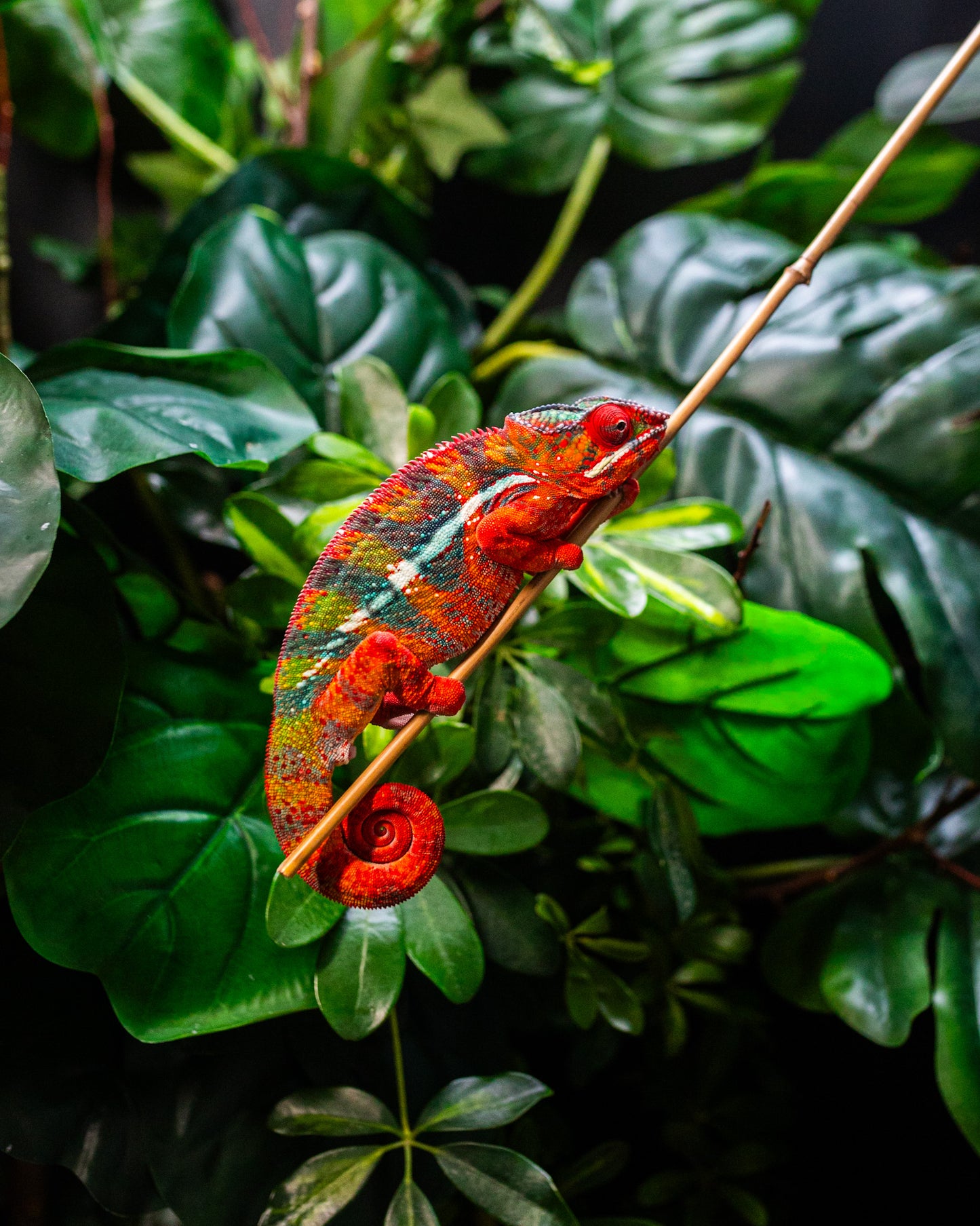 Size 24: 24"x24"x48" Deluxe All-In-One WIFI Controlled Automated Chameleon kit