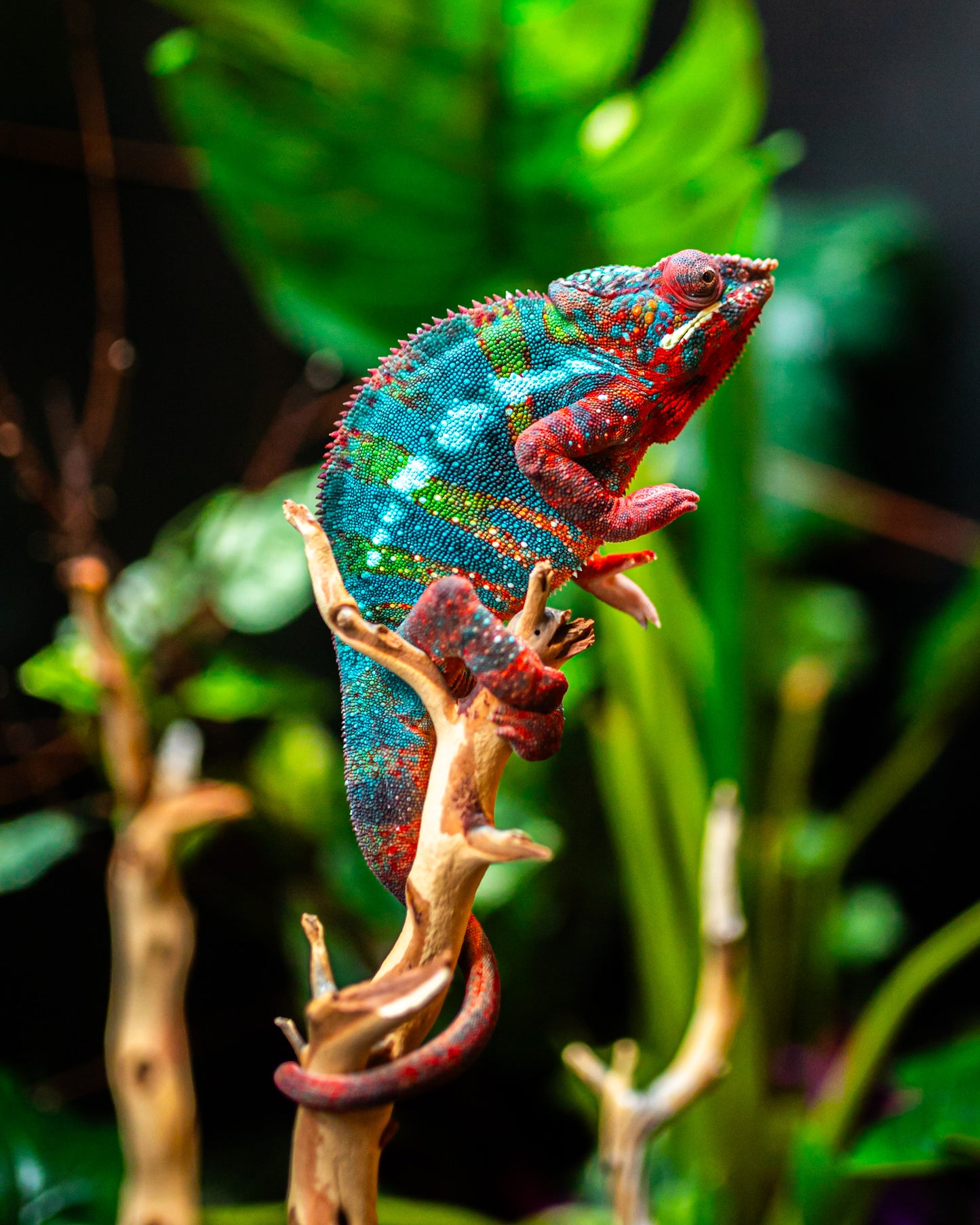 Size 24: 24"x24"x48" Deluxe All-In-One WIFI Controlled Automated Chameleon kit