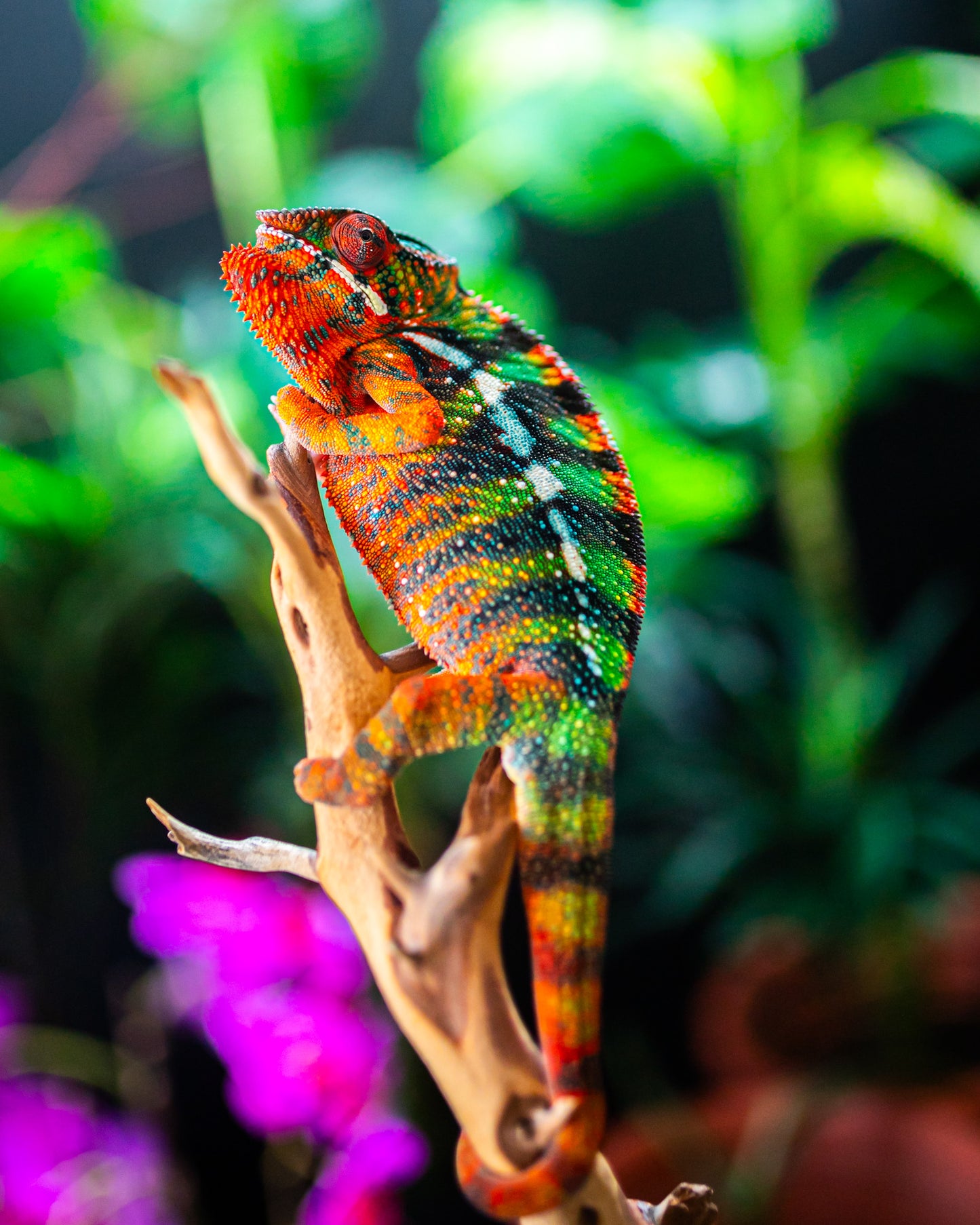 Size 24: 24"x24"x48" Deluxe All-In-One WIFI Controlled Automated Chameleon kit