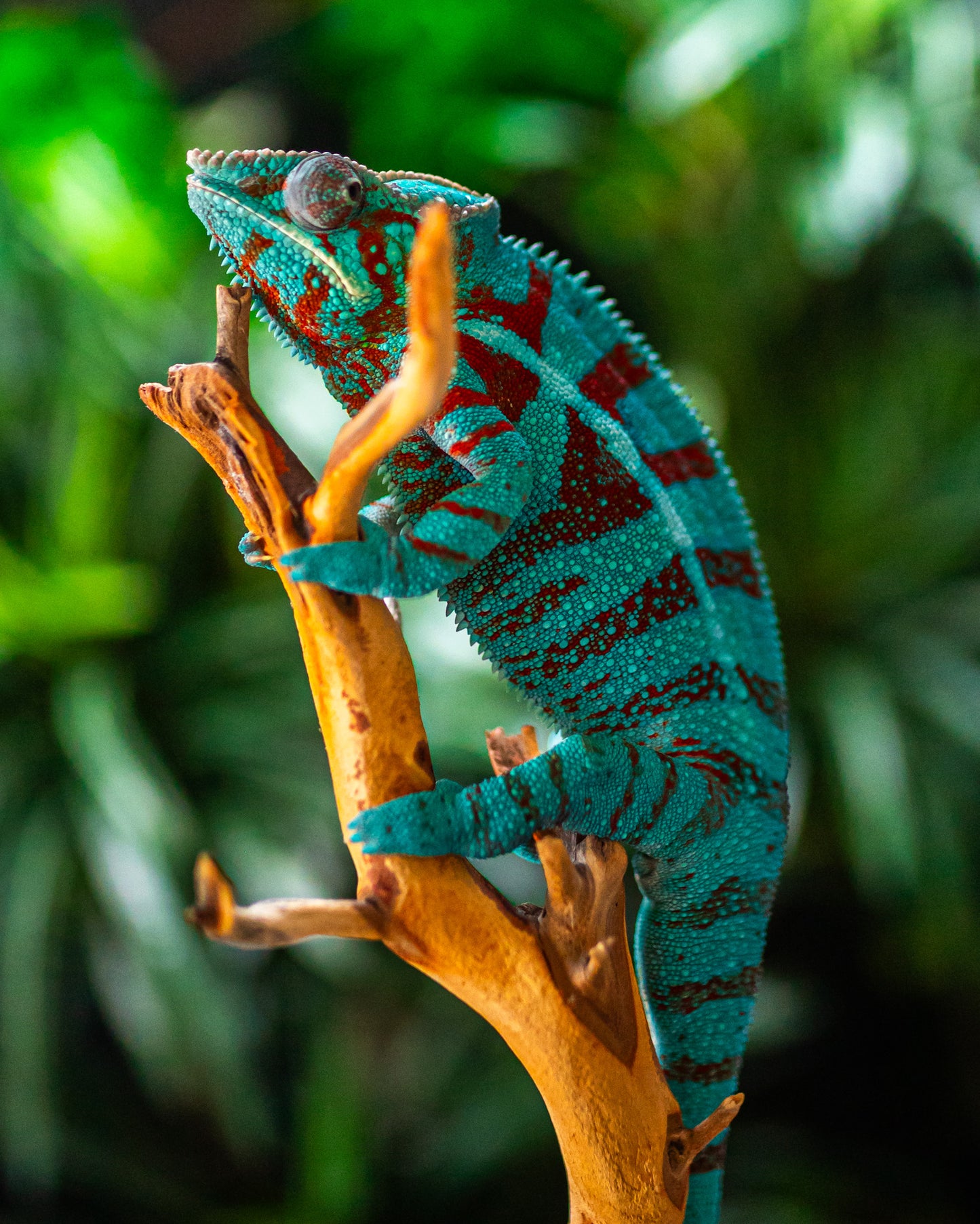 Size 24: 24"x24"x48" Deluxe All-In-One WIFI Controlled Automated Chameleon kit