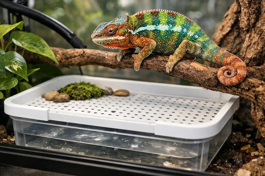 Chameleon Drainage Tray Guide for Clean Habitats