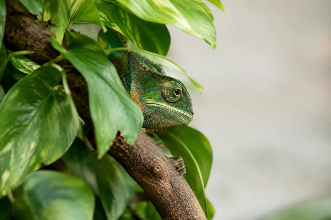 Why Is My Chameleon Hiding? What to Check