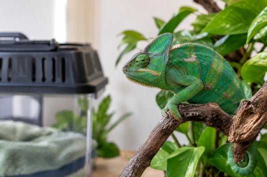 How to Acclimate Chameleon After Enclosure Move