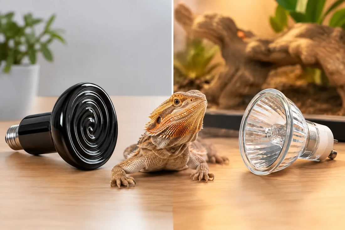 Ceramic Versus Halogen Reptile Heating Guide