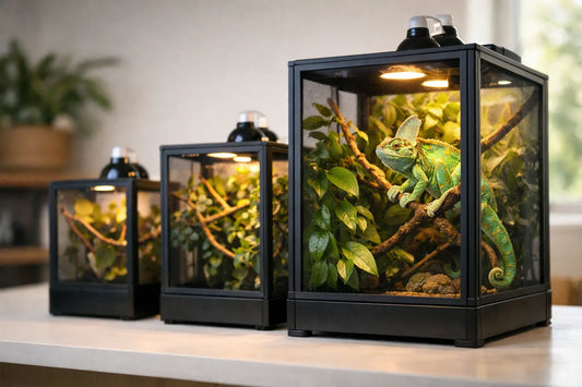 What Size Chameleon Enclosure Is Needed?