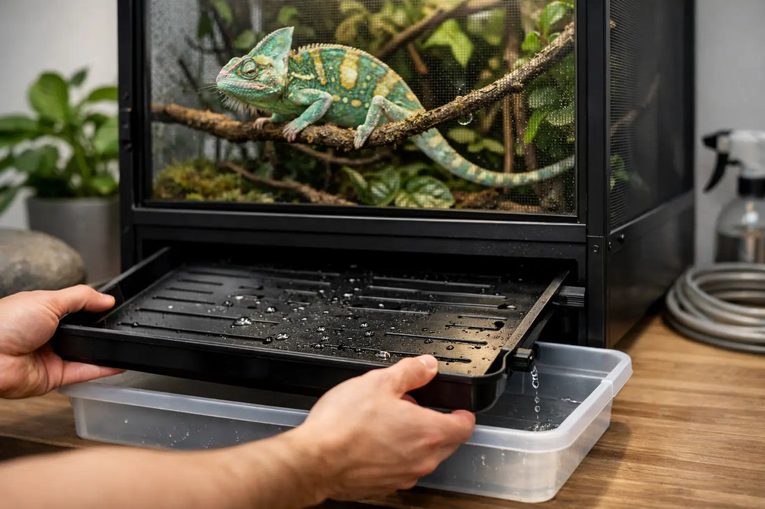 Choosing a Chameleon Cage Drainage Tray