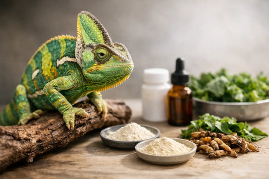 Veiled Chameleon Supplement Schedule Made Simple