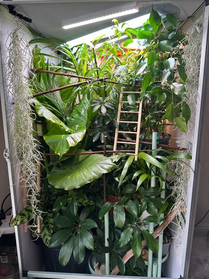 Size 18: 18"x18"x32" Deluxe All-In-One Automated Chameleon Kit