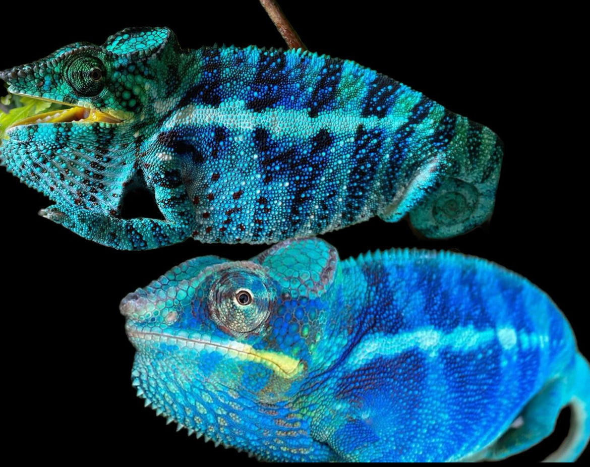 Size 24: 24"x24"x48" Deluxe All-In-One WIFI Controlled Automated Chameleon kit
