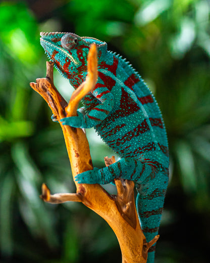 Size 24: 24"x24"x48" Deluxe All-In-One WIFI Controlled Automated Chameleon kit