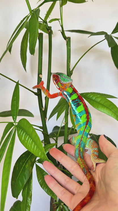Size 24: 24"x24"x48" Essential Chameleon Kit- Back Order - 10 weeks delivery - FREE 18x18x36 right away!
