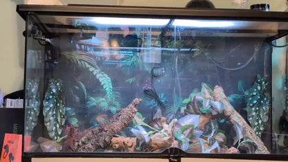 Size 18: 18"x18"x36" Ultra All-In-One Automated Chameleon kit
