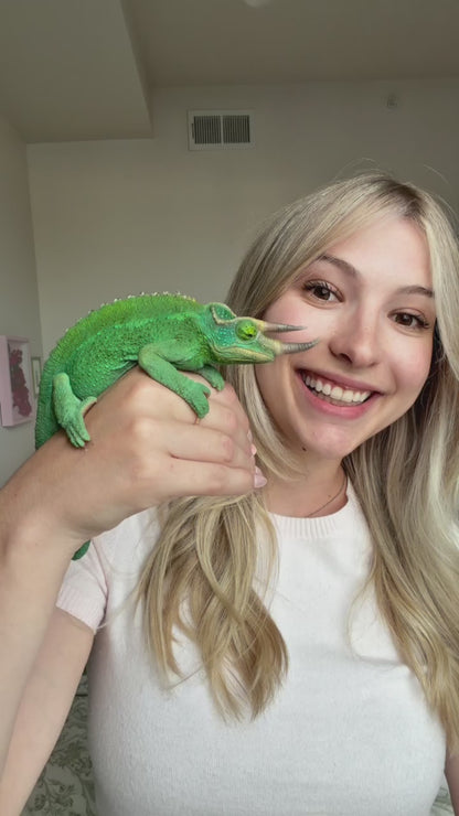 Size 24: 24"x24"x48" Ultra All-In-One WIFI Controlled Automated Chameleon kit- Back Order - 10 weeks delivery - FREE 18x18x36 right away!