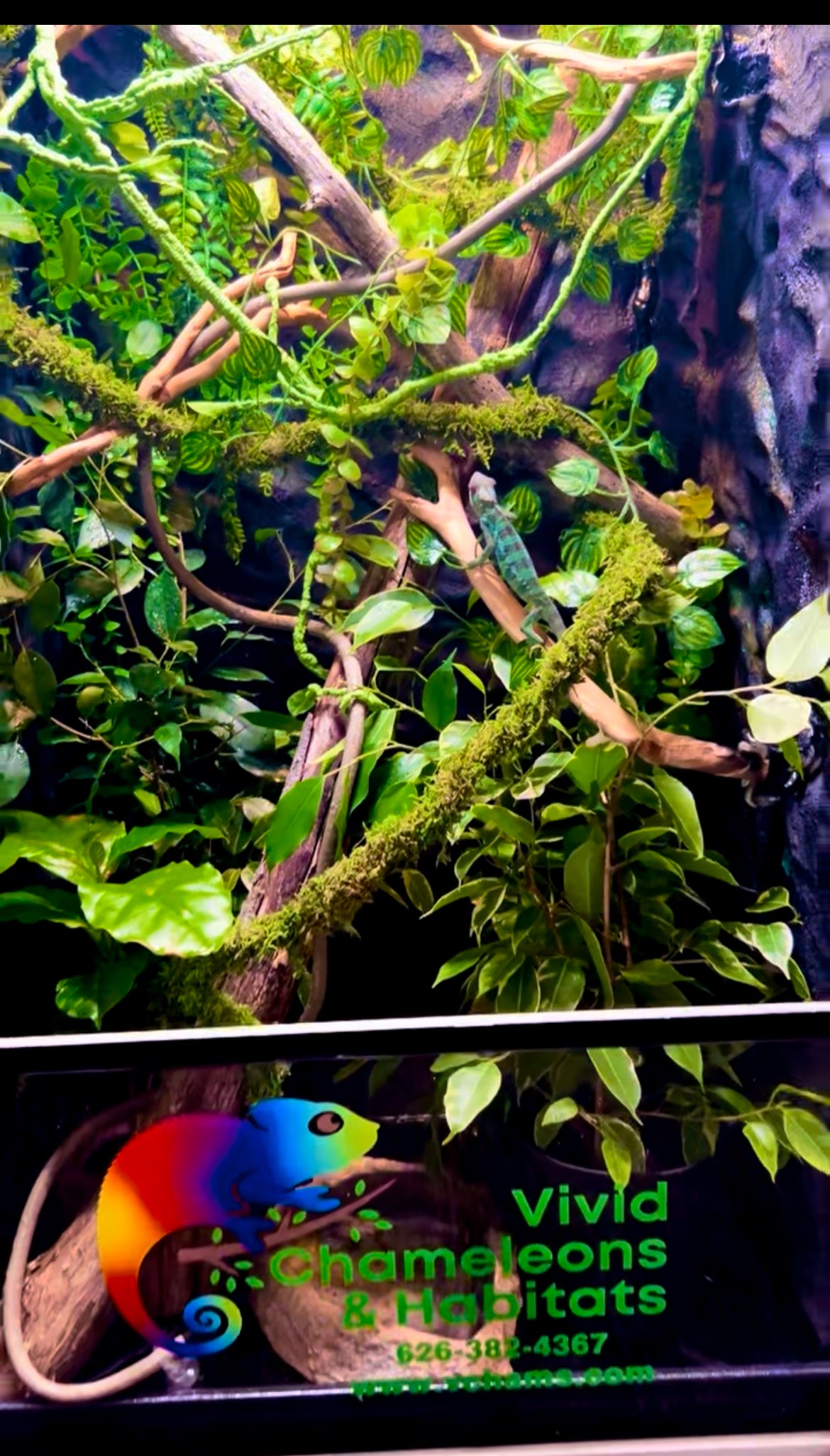 Size 18: 18"x18"x32" Deluxe All-In-One Automated Chameleon Kit